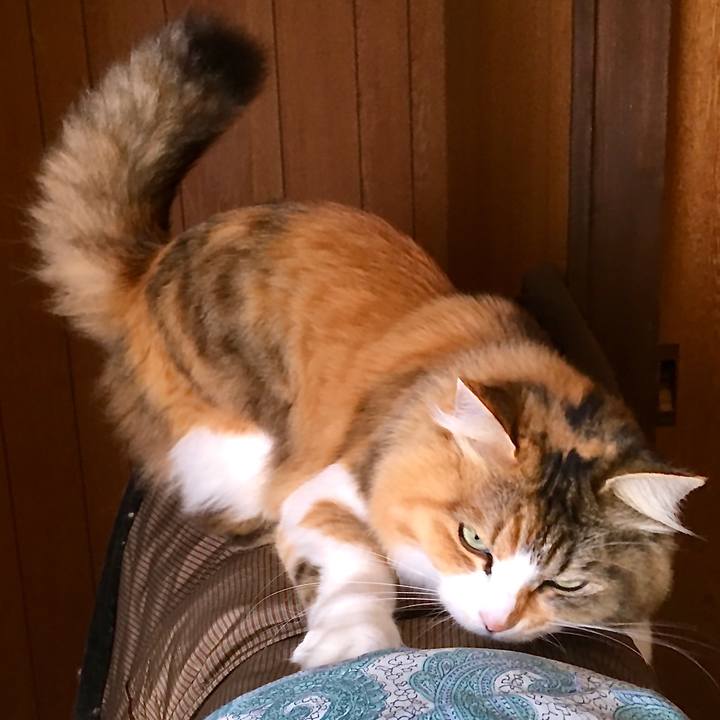 Fd10949f b58f 410c baaa 7f61e6c847df 1584340611842