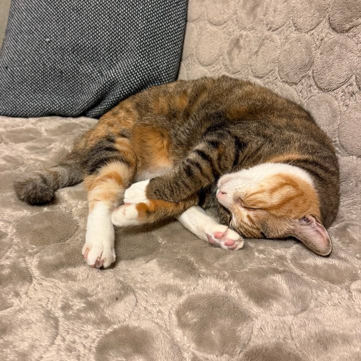 Fd116e02 00bd 4d15 8e26 7d7acddde373 1763551683898