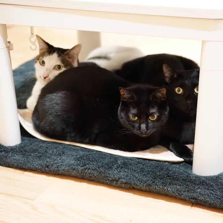 Fd134186 b8f9 4f52 8381 add76162ba33 1548115297038