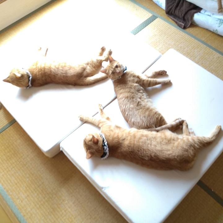 Fd142c73 1f10 401f a037 4e3a72e7fa29 1597733584211