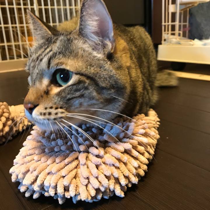 Fd14fb09 0cad 49be bc38 cdcfdb434bdf 1509750382047