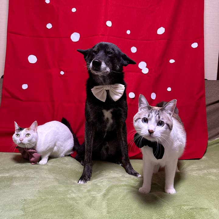 Fd166c83 bf4d 4536 96de 1a65522defb0 1766840875943