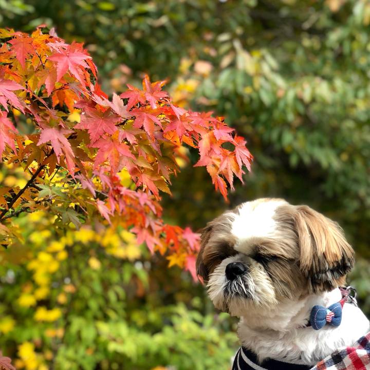 Fd1748d4 e543 4d32 91d7 de7e3175c8c4 1541387641432