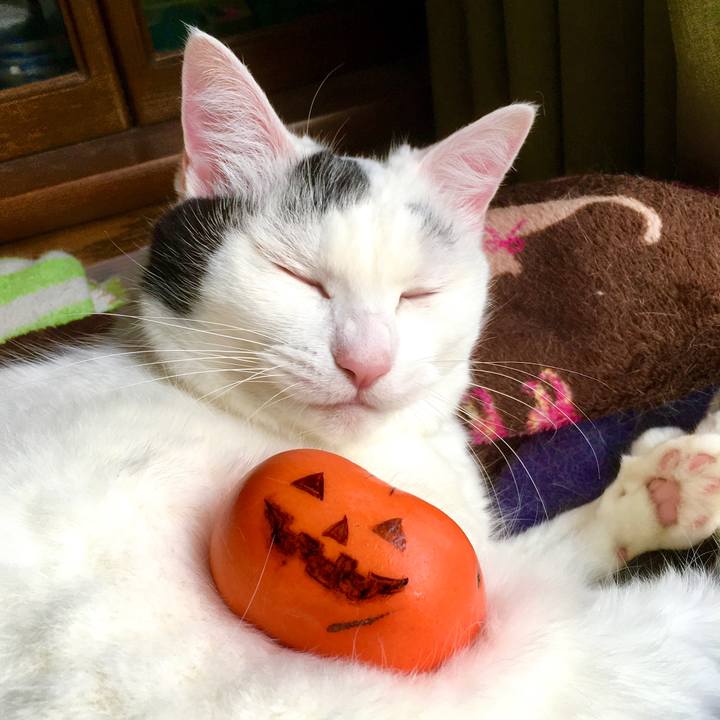 Fd1781ed 483b 44b3 8c18 b9f77503624a 1604138341103