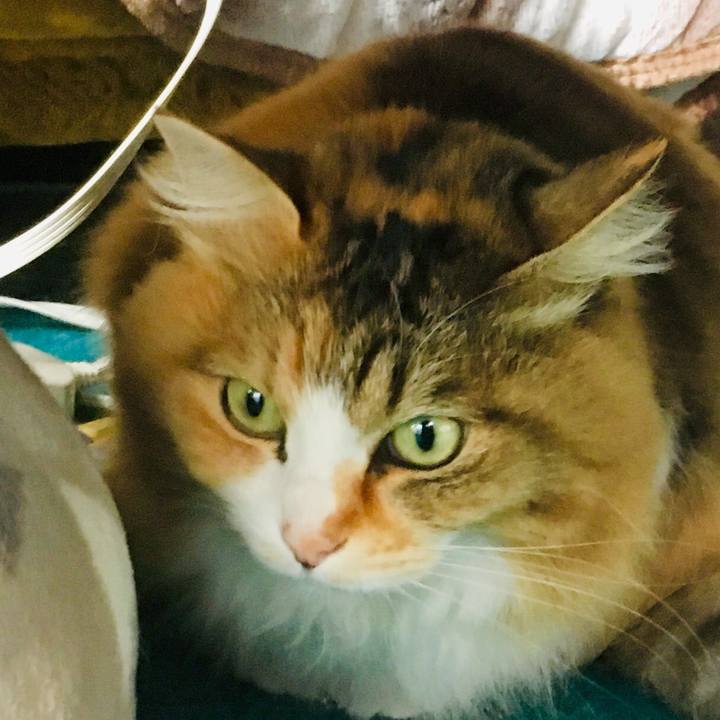 Fd17913c b5d3 4dea b107 fd43f7de085d 1556402228091