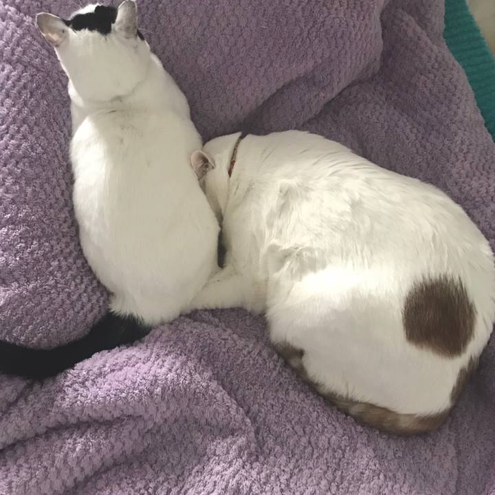 Fd17c4e3 d912 4724 b73d d4d61afa1d33 1545441808077