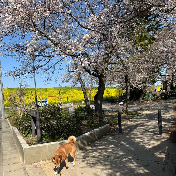 Fd19d894 97c0 4a5b 8d3f 4d6e3d07ab01 1743815826358