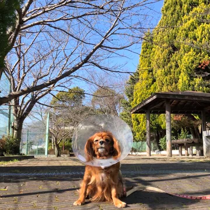 Fd19fc73 b849 46a2 b5f8 8692f9b82d9a 1582507013747