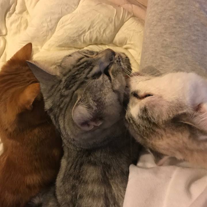 Fd1e97eb c748 4a6c a21d dd0d2950e6dd 1510927415917