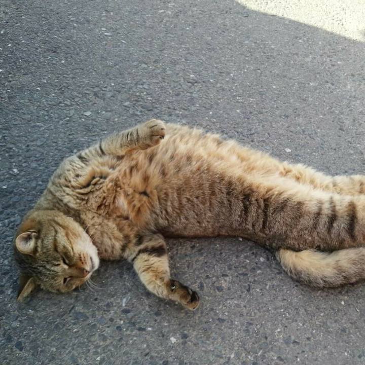 Fd1efe4c 1e73 4698 9cd4 48d1decf177e 1510632702880