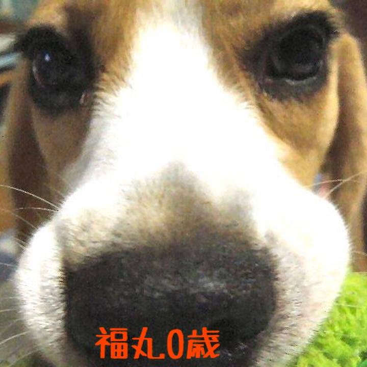 Fd26b1e3 a672 4c79 973e 79f7ae18dfa2 1509519438749