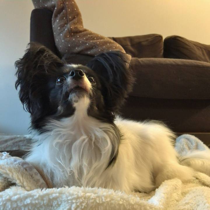 Fd2a0738 b76d 4154 88cb c38ed7fc5a82 1512082321466