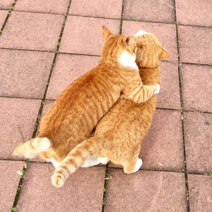 Fd2d61f5 5995 4721 88ed b9998112e298 1544421397187