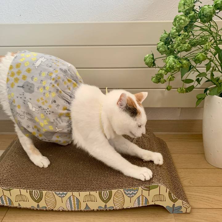 Fd38ea5d e3bf 4dda 955d fcb563b7d526 1588513325899