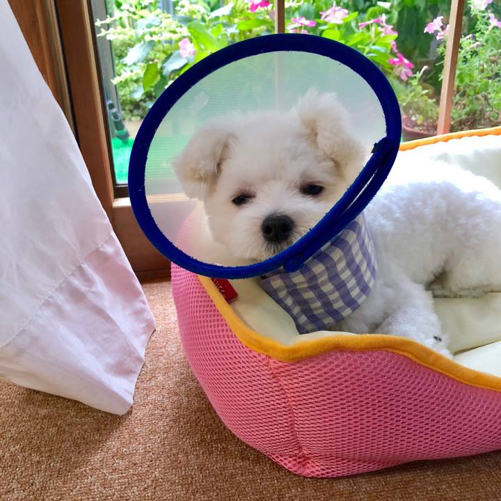 Fd393455 fed0 4051 bafa ed2edf872c4c 1532679056825