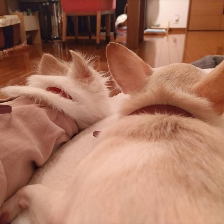 Fd3951ce 9e58 4a86 ac7d 71a32ae1c401 1749301988961