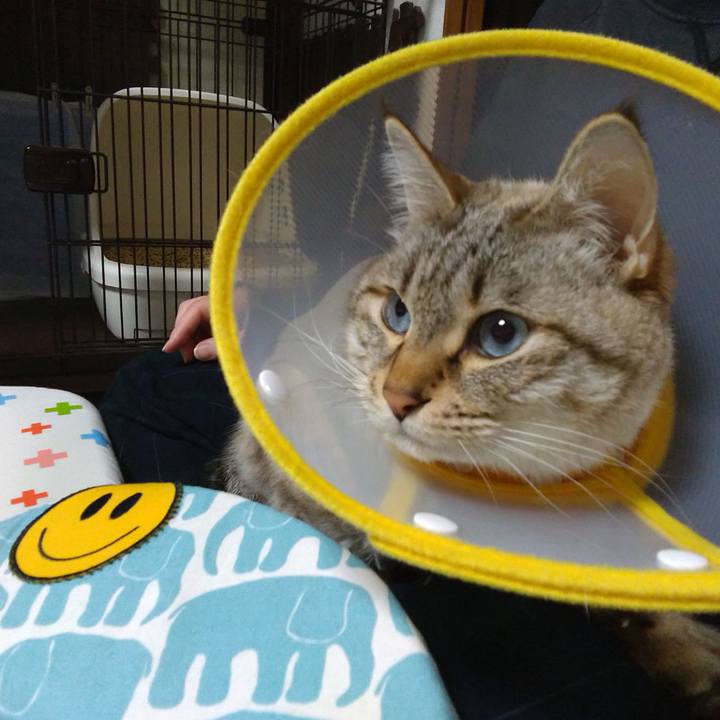 Fd3a4338 ac20 425a b946 b752761f0869 1742042396648