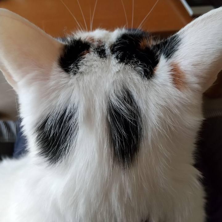 Fd3c8ac2 9cda 4e06 8205 b1b2532e70af 1592612063169