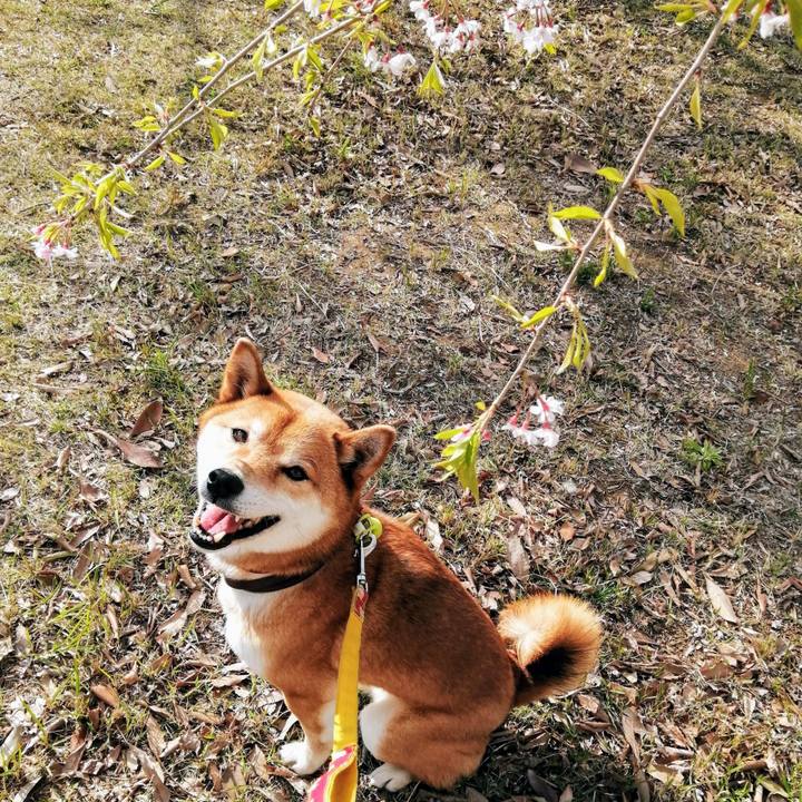 Fd3f6690 a554 426e 82f4 2ac6f8f909d6 1586589830747