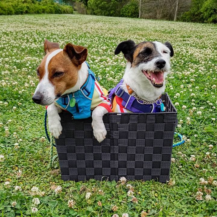 Fd486567 17f6 4b5a 9f74 56e9cc5cc49e 1620186795116