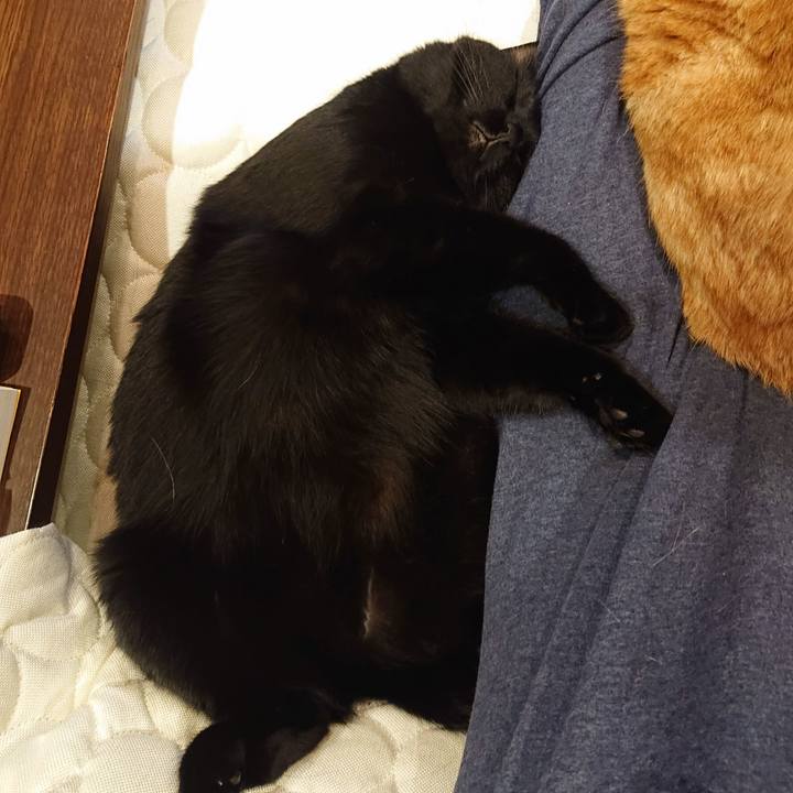 Fd4c55a8 9475 459b 8fd7 bd77f0ad178f 1590325282826