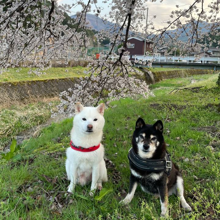 Fd4ebaab 541c 4094 8cb1 f87d02916a33 1775135440372