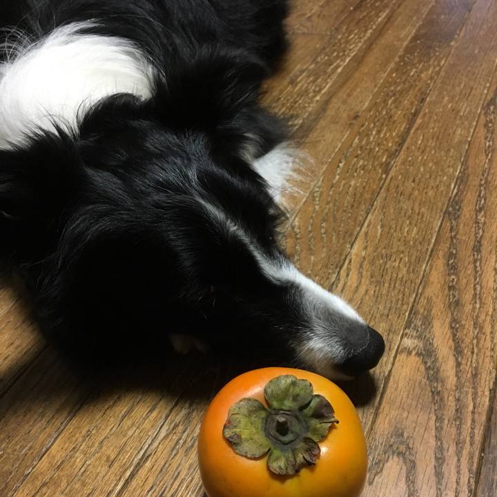 Fd4f1631 2354 4fc1 ac25 92611a5e8a7e 1508226759600