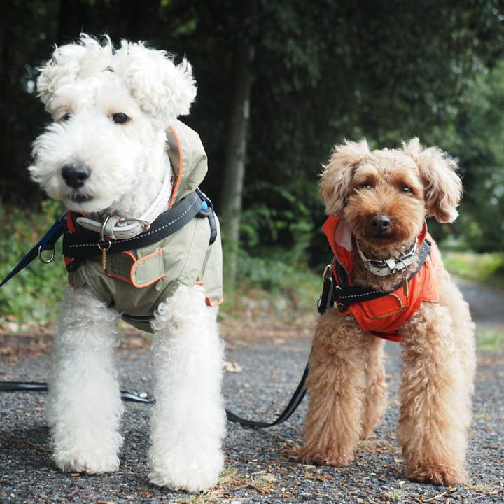 Fd50a86d d71c 4409 8273 6e87f992d6f9 1508453460666