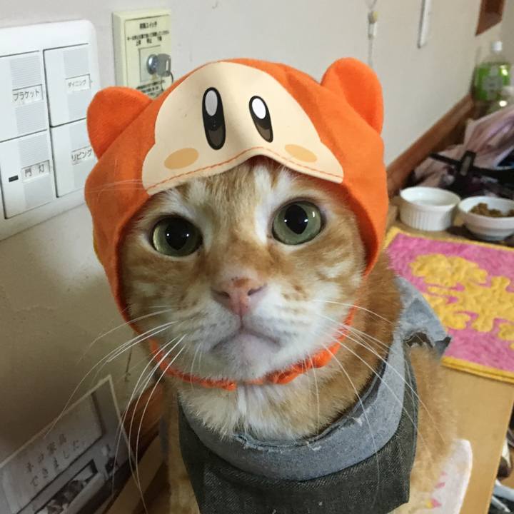 Fd53531d 9ea6 4d47 8a90 2400fb3b94ab 1537968428025