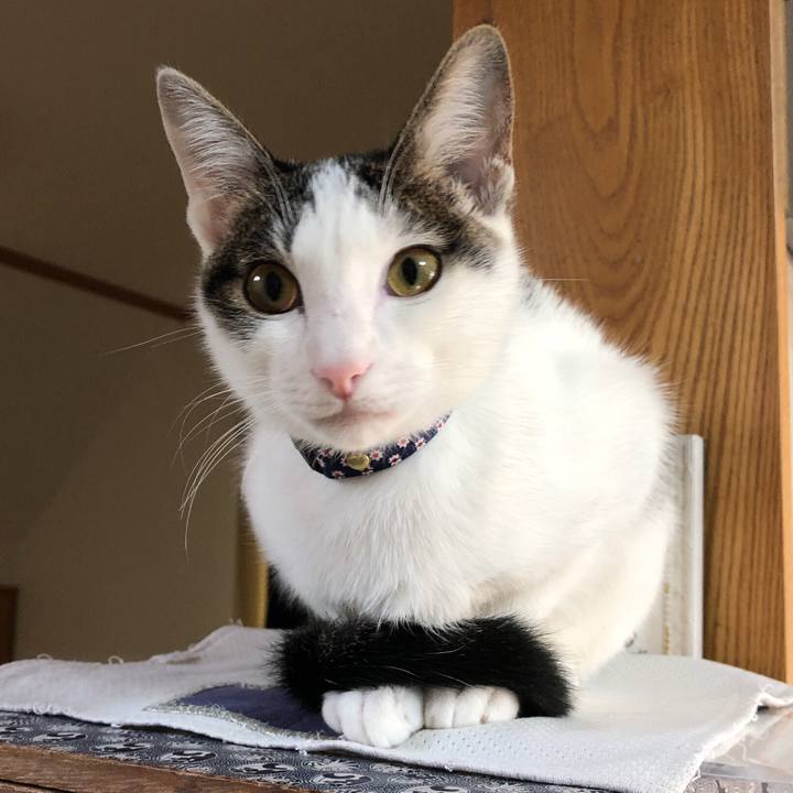 Fd5cc2c0 3845 44af b4bd 52e2eeee7450 1574204762438