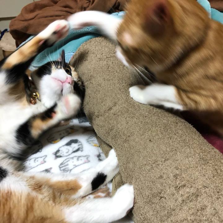 Fd601e26 db4e 4b5c 9a43 e423c1e7e627 1575280020277