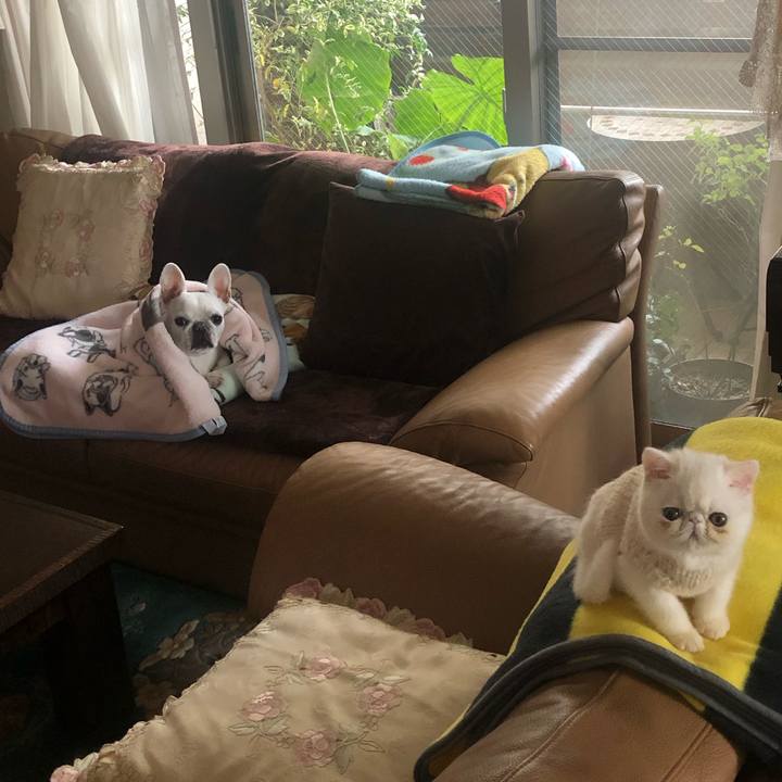 Fd62585a 6196 42dd 8f7c de58e2bf5a2e 1544924596342