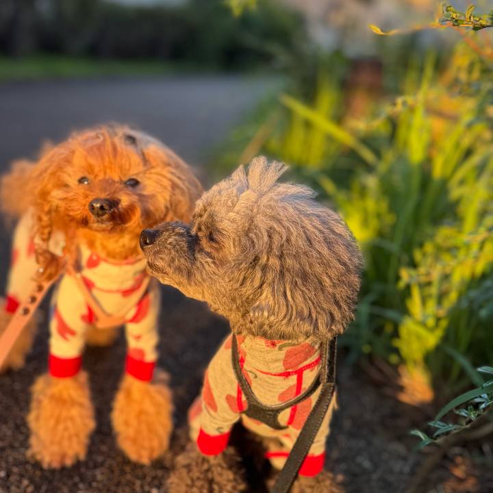 Fd62c16c 74d0 43a6 84f9 a47278bfdda3 1760658039877