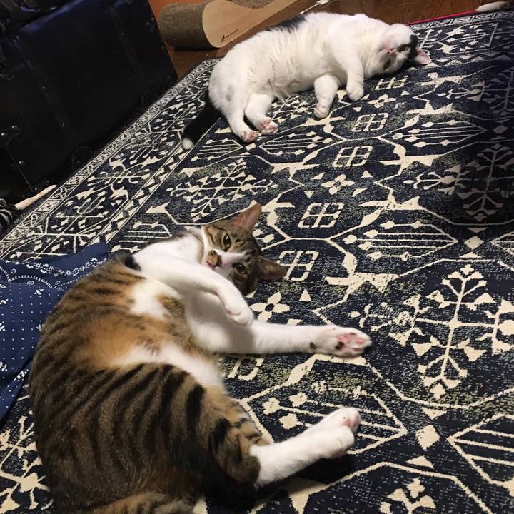 Fd63d2b0 e90f 447f 959c 571b33d94911 1571856681478