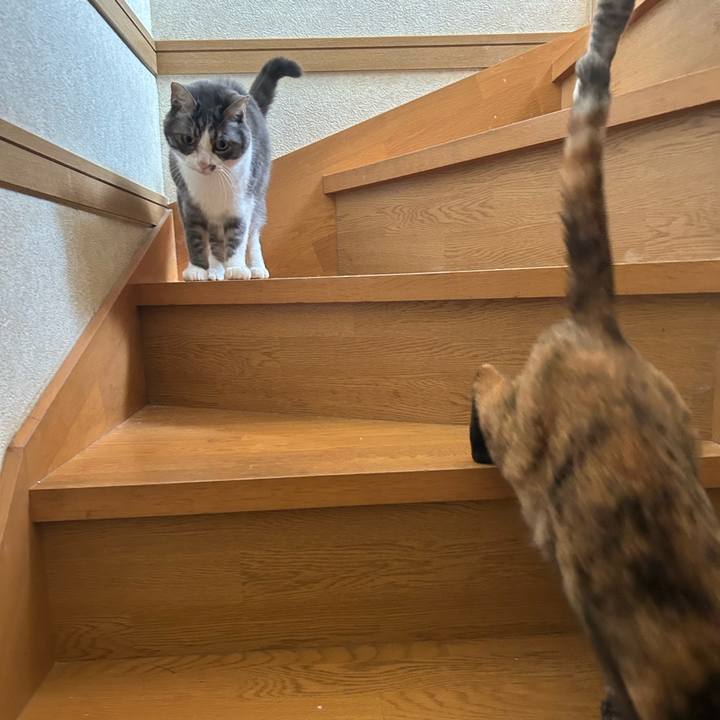 Fd68306e 9cae 467d 8eaf 4dbede74c9f3 1774775408741