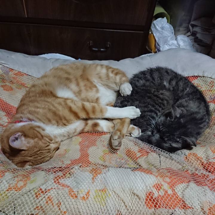 Fd6c4801 dd5a 4cd7 9017 17a7f6bb7c14 1571405689560