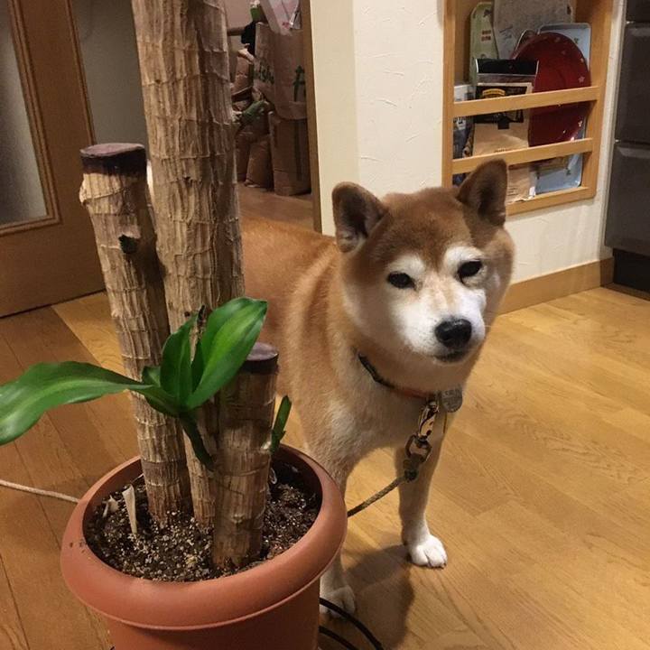 Fd6d1e38 2f5b 46aa 93e4 f87f9843d9fb 1545996495823