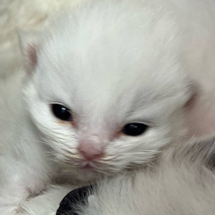 Fd6d93b0 163a 4815 b2c2 5799ffcaafa0 1765532107713