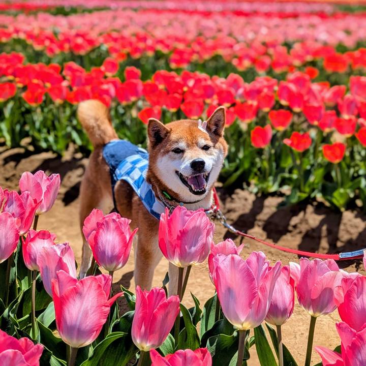 Fd7333fd e42a 43e6 971b a4e190863eb2 1744198806578