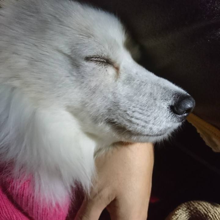 Fd7b6cd2 9641 4123 b0c6 4913ab3dabed 1511727935688