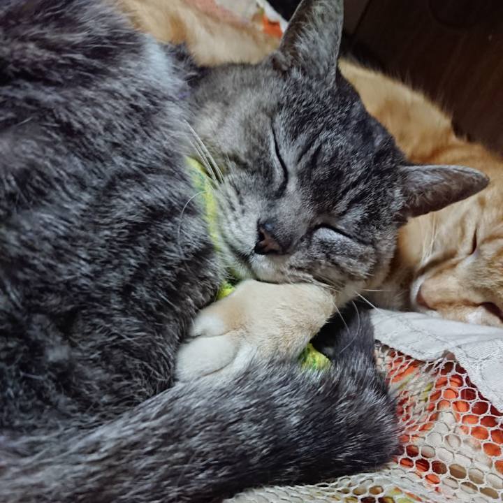 Fd7f4f40 0103 4fab 9bfd 3478f8eeb770 1586440679941