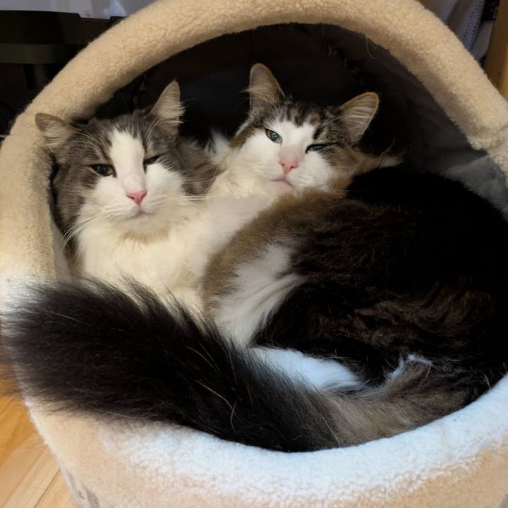 Fd825e38 aa9c 4fc5 8634 b85b6f6926a2 1762516209513