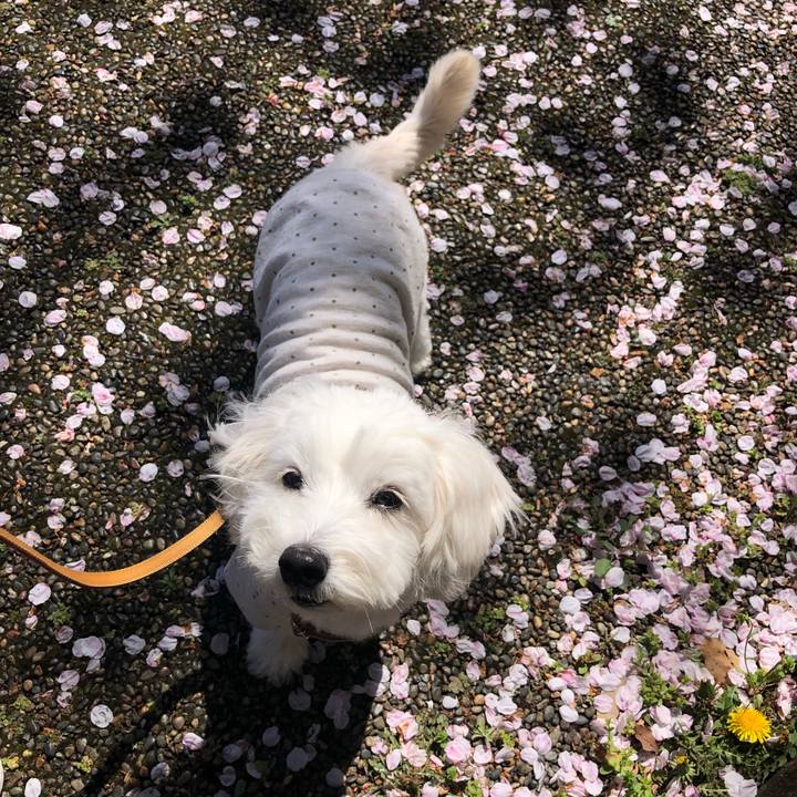 Fd84d7cc f0cc 465b af63 d60176b9f0ed 1554795184768