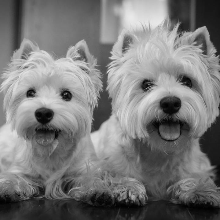 Fd88c2d2 fe4e 4a9a 9717 ff5db94a235b 1530787441097