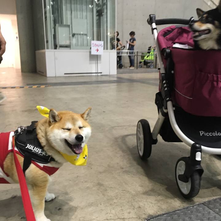 Fd8c3b5d 2b04 47f1 b367 29aca463353a 1556870142680