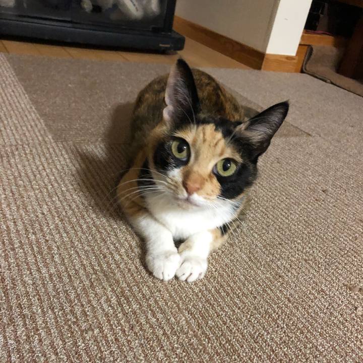 Fd92f00e 3196 4b44 88ae b6e11c95167c 1545298683271