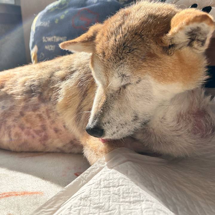 Fd93e663 5a8a 4dfc ba4e 87857a29409e 1763173129490