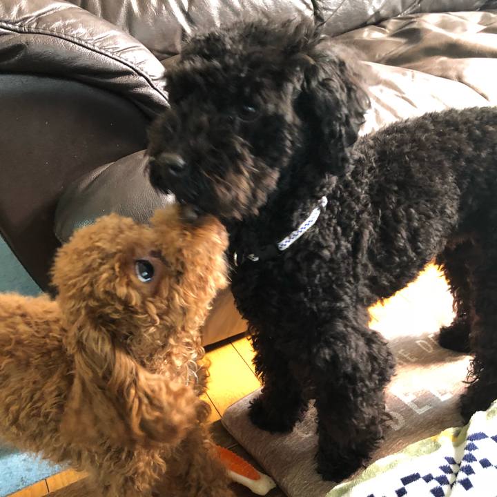 Fd97d6aa dc52 4d9a b121 e77090233e99 1519610982046