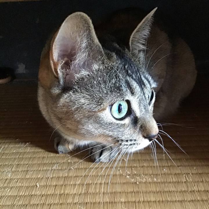 Fd97ff2b caff 4871 8027 758f4518ce8a 1586246511256