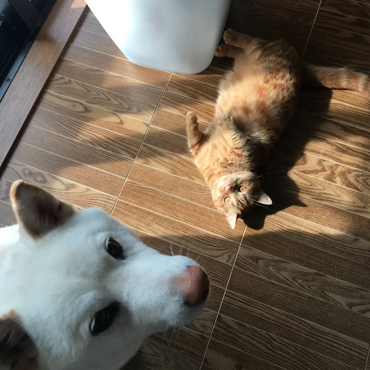 Fd998531 52f9 48ed a474 635d0346c50e 1521073908214